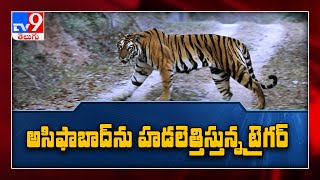 Tiger could be from Maharashtra, say forest officials - TV9