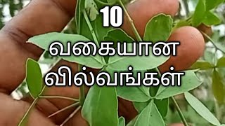 உலகத்தில் யாரும் பதிவிடாத ஒரே பதிவில் 10 அரிய வகை வில்வம் ஒரே தொகுப்பில் அனைத்து வில்வம் கிடைக்கும்