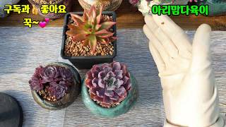 다육이 키우시는 초보님께 겨울철 물주는방법 알려드립니다?(succulent, 多肉植物)