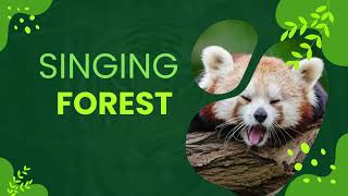 SINGING FOREST!Audio-visual program meditation \u0026 relaxation.Поющий лес!