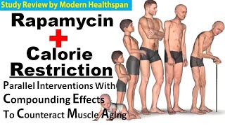 Rapamycin & Calorie Restriction - Parallel Interventions To Counteract Muscle Aging
