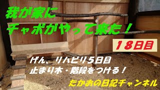 2022年11月16日　我が家にチャボがやって来た！18日目