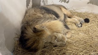 インドライオン ラージャー／野毛山動物園