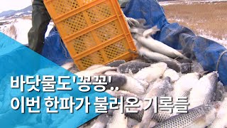 바닷물도'꽁꽁'..이번 한파가 불러온 기록들