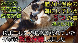 【緊急保護20日目】猫カビになった二匹の子猫達の為に私が毎日かかさずしていること５つです。早く完治しますように#子猫 #子猫の成長記録 ＃保護猫＃緊急保護＃外猫＃猫カビ＃猫カビ対策#猫カビ治療