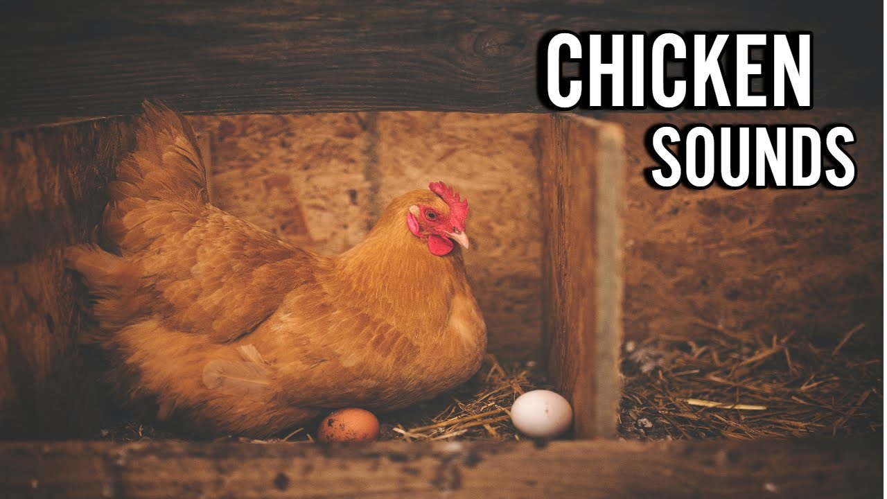 The Sound Of Chickens: What Sounds Does A Chicken Make - YouTube