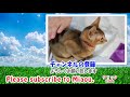 保護仔猫らな 35日目 猫部屋訪問2回目 【瀬戸のらな日記】today is the 35 day since my kitten protection