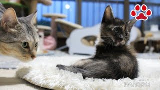 保護仔猫らな 35日目 猫部屋訪問2回目 【瀬戸のらな日記】Today is the 35 day since my kitten Protection