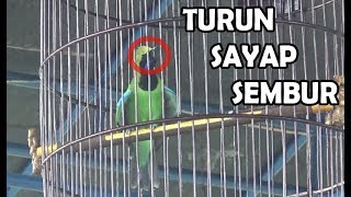 Playtube Pk Ultimate Video Sharing Website