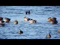 gadwalls and wigeon