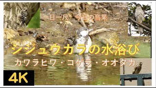 シジュウカラの水浴び他