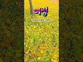 여정 안성훈 황화코스모스 의령 호국의병의숲 친수공원 shorts