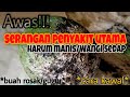 MANGGA HARUM MANIS/WANGI SEDAP!!! AWAS SERANGAN KOYA/PENYAKIT KOYA. BOLEH ROSAKKAN BUAH...