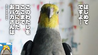 オカメインコ「新鮮だったらワンチャンあった」