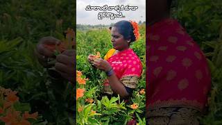 నా కష్టానికి ఒక లైక్ చేయండి 🙏#flowers #farming #farmer #harvest #harvesting