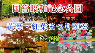 国営昭和記念公園の紅葉が始まりました🍂🍁 【黄葉・紅葉まつり2023】/Showa Kinen Park Ginkgo Leaves and Autumn Festival