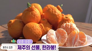 6시 내 고향 [달콤 상큼! 제주의 선물, 한라봉!] KBS제주 210216방송