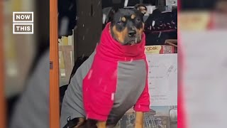 Stone-Faced Dog Not Pleased With Snow #Shorts