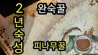 2년숙성 피나무꿀 완숙꿀 채밀합니다 (피나무꿀 효능)