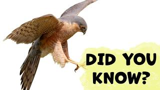 SPARROWHAWK Species Guide