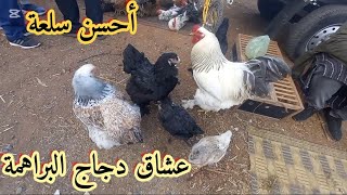 أنواع الدجاج روعة في أكبر سوق في المغرب