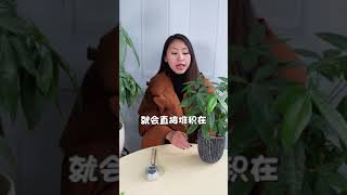 關于發財樹澆水，被安排得明明白白