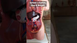 Spleen Location, Size and Weight #viral #youtubeshorts #shorts #anatomy