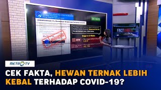 Cek Hoaks atau Fakta: Hewan Ternak Lebih Kebal Terhadap Covid-19?