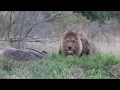 Download TOP 5 Scariest Animals Charging In Mp4 3Gp Full HD Video