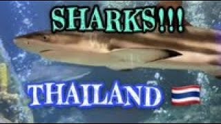 Yikes! Sharks! 🦈Rayong Thailand 🇹🇭