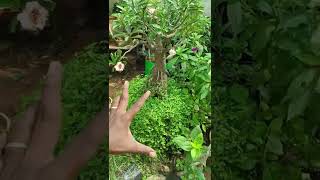 இந்த செடியை இப்படி பண்ணி வச்சா நல்லா இருக்குமா #plants #gardens #shorts