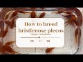 how to breed bristlenose plecos, Super red plecos, lemon blue eye plecos FAST!