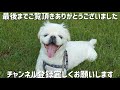 ペキニーズのおやつを欲しがるシーズー ペキニーズ dog シーズー