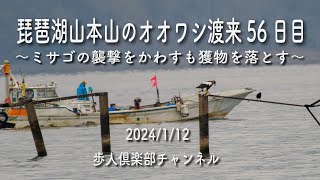 琵琶湖山本山のオオワシ渡来56日目　2024年1月12日の観察記録（今年度第9回目）　 オオワシ、ミサゴ、トビ、カワアイサ、ヒドリガモ、マガモなど