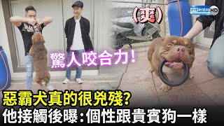 惡霸犬真的很兇殘？直擊驚人咬合力「一口咬爆水瓶」　他親接觸後曝：個性跟貴賓狗一樣｜中時新聞網