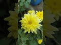 beautiful chrysanthemum blooming