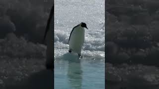 awww he having fun 😅😅 - Try not to laugh 🤣🤣