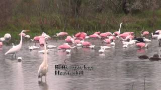 Great White Heron (Great Blue Heron-White Morph) at The Celery Fields