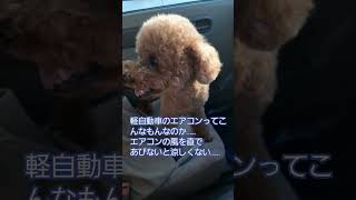 高齢犬の日常🐶軽自動車のエアコンとアイドリングストップ#トイプードル #シニア犬との暮らし #テディベア #でかぷー