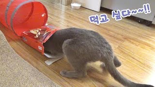 간식이 너무 먹고싶었던 고양이 -Russian blue 레이-