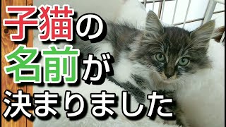 保護した子猫の名前が決まりました！【ノルウェージャンフォレストキャット似の女の子】#175