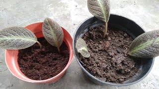 How to Grow Episcia from Single Leaf