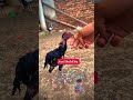 #chicken #rooster #allpetloversaseel #hen #chicks #aseelshok #shortvideo #funny