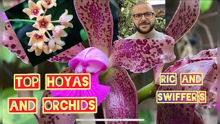 TOP TEN HOYAS AND ORCHIDS Plants in my Tropical Garden today.