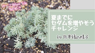 【多肉植物】夏までにセダムを増やそうチャレンジ‼️３ヶ月半後の様子と植え替え作業❣️