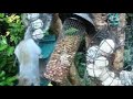 Grey Squirrels On Autumn Monday Visit To My Cottage Garden Scone Perth Perthshire Scotland