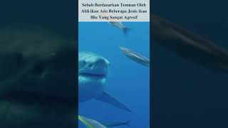 Ternyata ikan Remora Bisa Di Mangsa ikan Hiu Juga