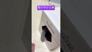 猫パンチ【箱の中から】子猫かわいい🐱 #shorts