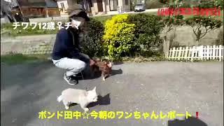 ボンド田中☆今朝のワンちゃんレポート❗️