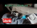 スズメを捕まえた猫🐱